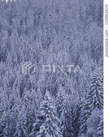 winter landscape fir 109868828
