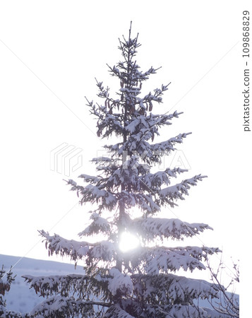winter landscape fir 109868829