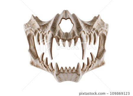 Monster skull with fangs isolated on white background with clipping path 109869123