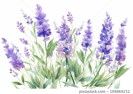 Water illustration of lavender 109869252