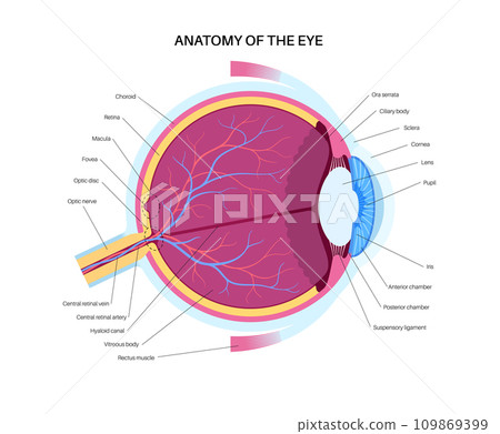 Eye anatomy poster Eye anatomy poster 109869399