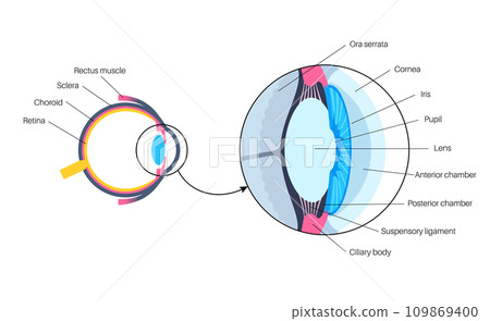 Eye anatomy poster Eye anatomy poster 109869400