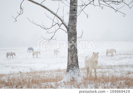Hokkaido horse in winter 109869429