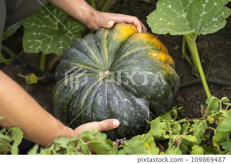 Man is farming, harvesting pumpkin in the garden. Man is farming, harvesting pumpkin in the garden. 109869487