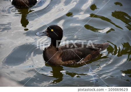 Closeup of a lovely black duck with yellow eyes floating on the water surface 109869629
