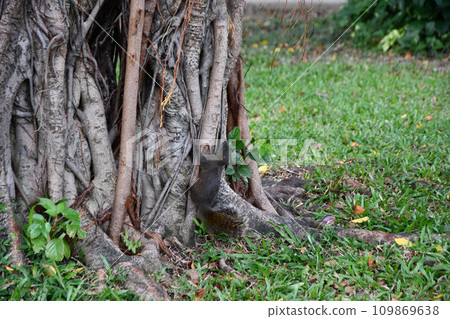 Closeup shot of a black squirrel climbing a tree in a park in Taiwan 109869638