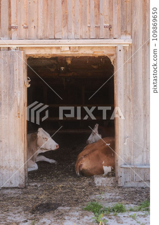 Two brown and white cows lying in a wooden barn in Austria 109869650