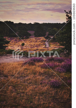 Blooming heath at sunset at Westruper Heide, Germany 109869660