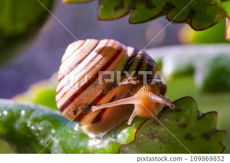 Beautiful lovely snail in grass with morning dew. 109869852