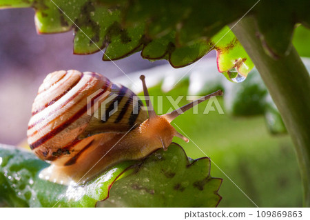 Beautiful lovely snail in grass with morning dew. 109869863