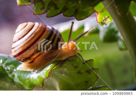 Beautiful lovely snail in grass with morning dew. 109869865