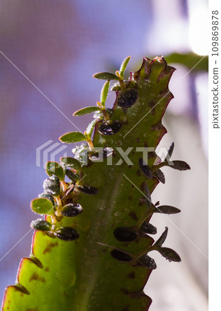 Beautiful lovely snail in grass with morning dew. 109869878