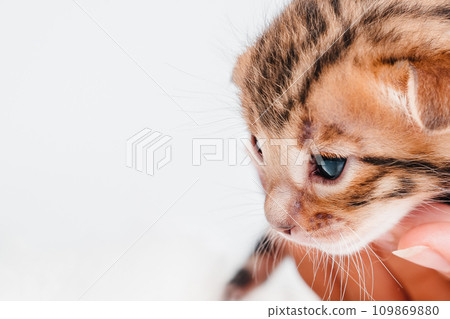 A kitten in the hands of a girl. On the palms is a small cute kitten.Two week old small newborn bengal kitten on a white background.Close-up.Cute bengal. 109869880