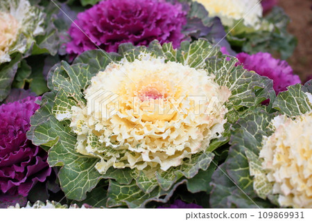 Habotan flowers 109869931