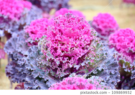 Habotan flowers 109869932