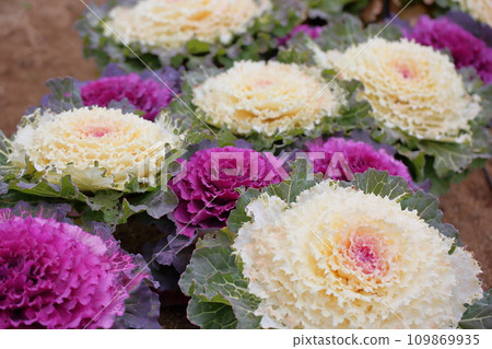 Habotan flowers 109869935