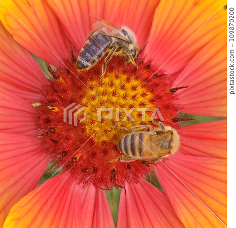 Bee on the flowers during summer Bee on the flowers during summer 109870200