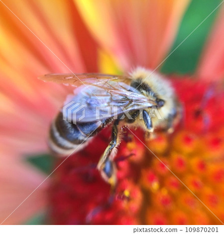 Bee on the flowers during summer Bee on the flowers during summer 109870201