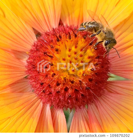 Bee on the flowers during summer 109870202