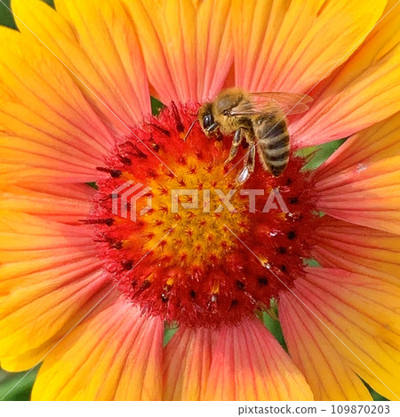 Bee on the flowers during summer Bee on the flowers during summer 109870203