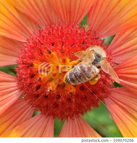 Bee on the flowers during summer Bee on the flowers during summer 109870206