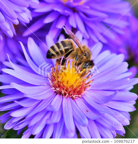 Bee on the flowers during summer Bee on the flowers during summer 109870217