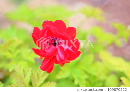Flowers of anemone Flowers of anemone 109870222