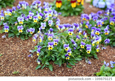 Viola flowers Viola flowers 109870225