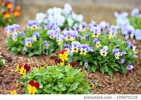 中提琴花 109870226