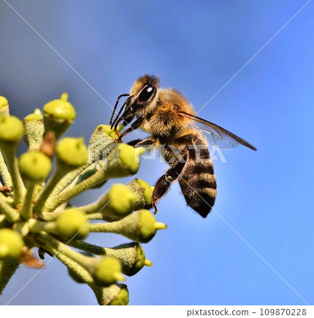 Bee on the flowers during summer Bee on the flowers during summer 109870228