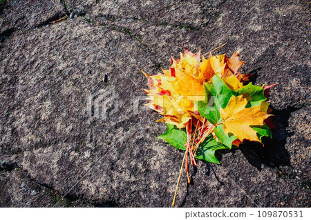Autumn colorful fall leaves on ground. Maple leaves. Nature background Autumn colorful fall leaves on ground. Maple leaves. Nature background 109870531