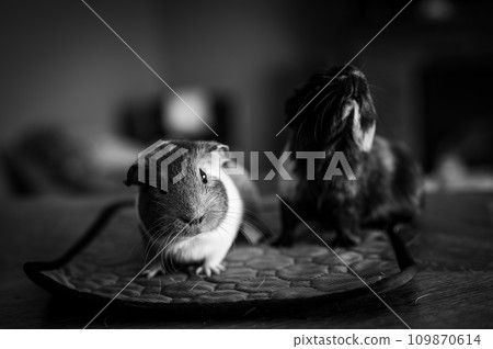 Pair of bonded guinea pigs begging for food.  109870614