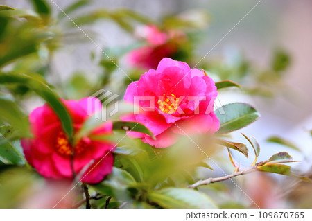 冷山茶花 109870765