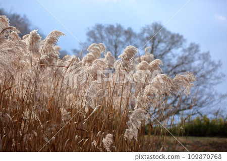 蘆葦花 109870768