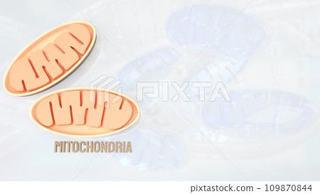 The Mitochondria for sci or health concept 3d rendering. The Mitochondria for sci or health concept 3d rendering. 109870844