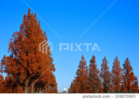 Metasequoia trees lined with autumn leaves, Omiya Sonic Building in the distance Metasequoia trees lined with autumn leaves, Omiya Sonic Building in the distance 109870905