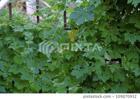 Bitter gourd leaves background- Six lobes Bitter gourd leaves background- Six lobes 109870932