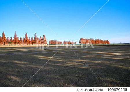 水杉樹成蔭的秋葉，大宮健康保險場，初冬的風景 109870966