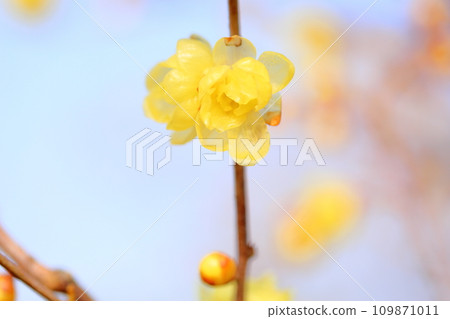 flower of wintersweet flower of wintersweet 109871011