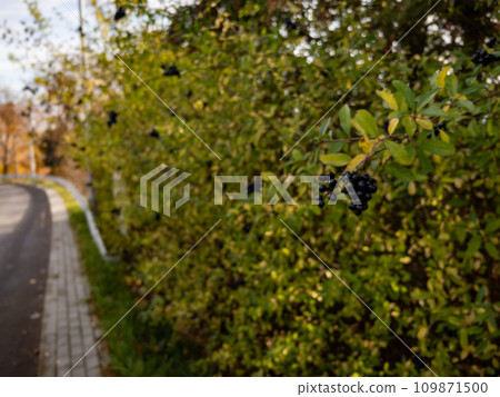 Bunch of ripe black chokeberry on a branch near the road 109871500