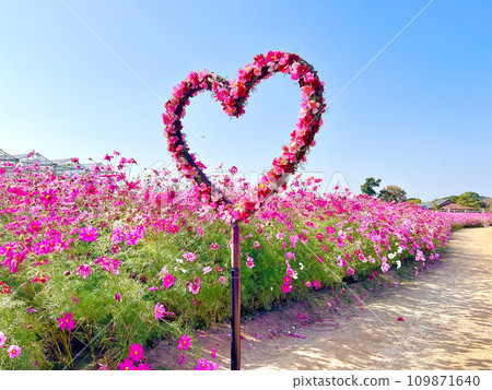 cosmos heart cosmos heart 109871640