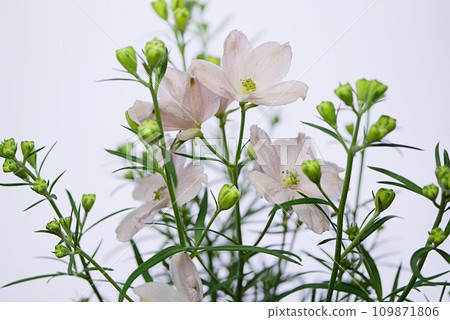 粉紅飛燕草 20220511 粉紅飛燕草 20220511 109871806