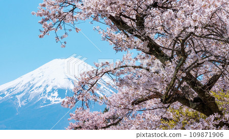Sakura and Mt. Fuji 109871906