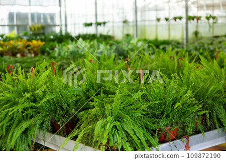 Green nefrolepis plants growing in flowerpots at glasshouse 109872190