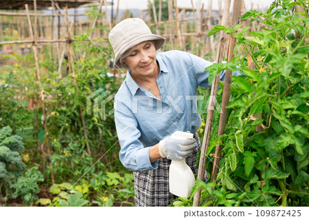 Elderly woman gardener sprays insecticide leaves of tomatoes and other plants in garden Elderly woman gardener sprays insecticide leaves of tomatoes and other plants in garden 109872425