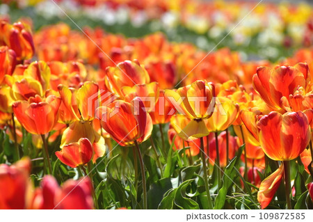 島根鬱金香春天白田鬱金香花 109872585