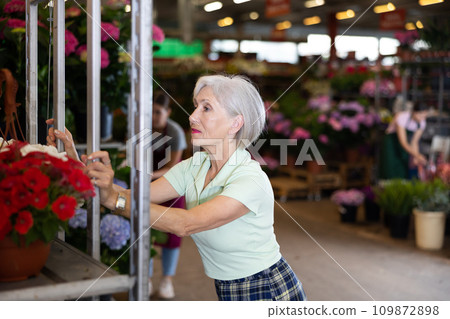Old saleswoman standing next to shelves with red petunia in open-air plants market Old saleswoman standing next to shelves with red petunia in open-air plants market 109872898