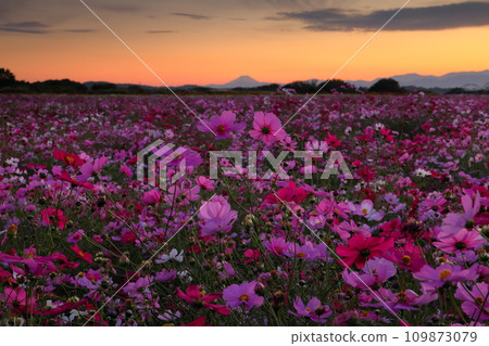 Akeyo, Konosu City, Saitama Prefecture Cosmos field blooming on the Arakawa Riverbed around Fukiage Cosmos Arena and Mt. Fuji floating in the sunset sky Akeyo, Konosu City, Saitama Prefecture Cosmos field blooming on the Arakawa Riverbed around Fukiage Cosmos Arena and Mt. Fuji floating in the sunset sky 109873079