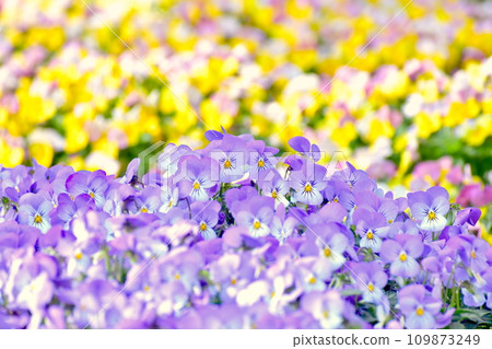 Flowers Hofu Tenmangu Shrine Yamaguchi Flowers Hofu Tenmangu Shrine Yamaguchi 109873249