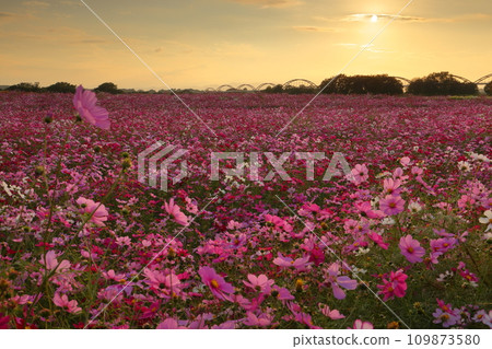 Akeyo, Konosu City, Saitama Prefecture Konosu Cosmos Arena Fukiage A cosmos field blooming on the Arakawa riverbed and the setting sun Akeyo, Konosu City, Saitama Prefecture Konosu Cosmos Arena Fukiage A cosmos field blooming on the Arakawa riverbed and the setting sun 109873580